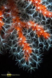 Mediterranean deep red by Marco Faimali (ismar-Cnr) 